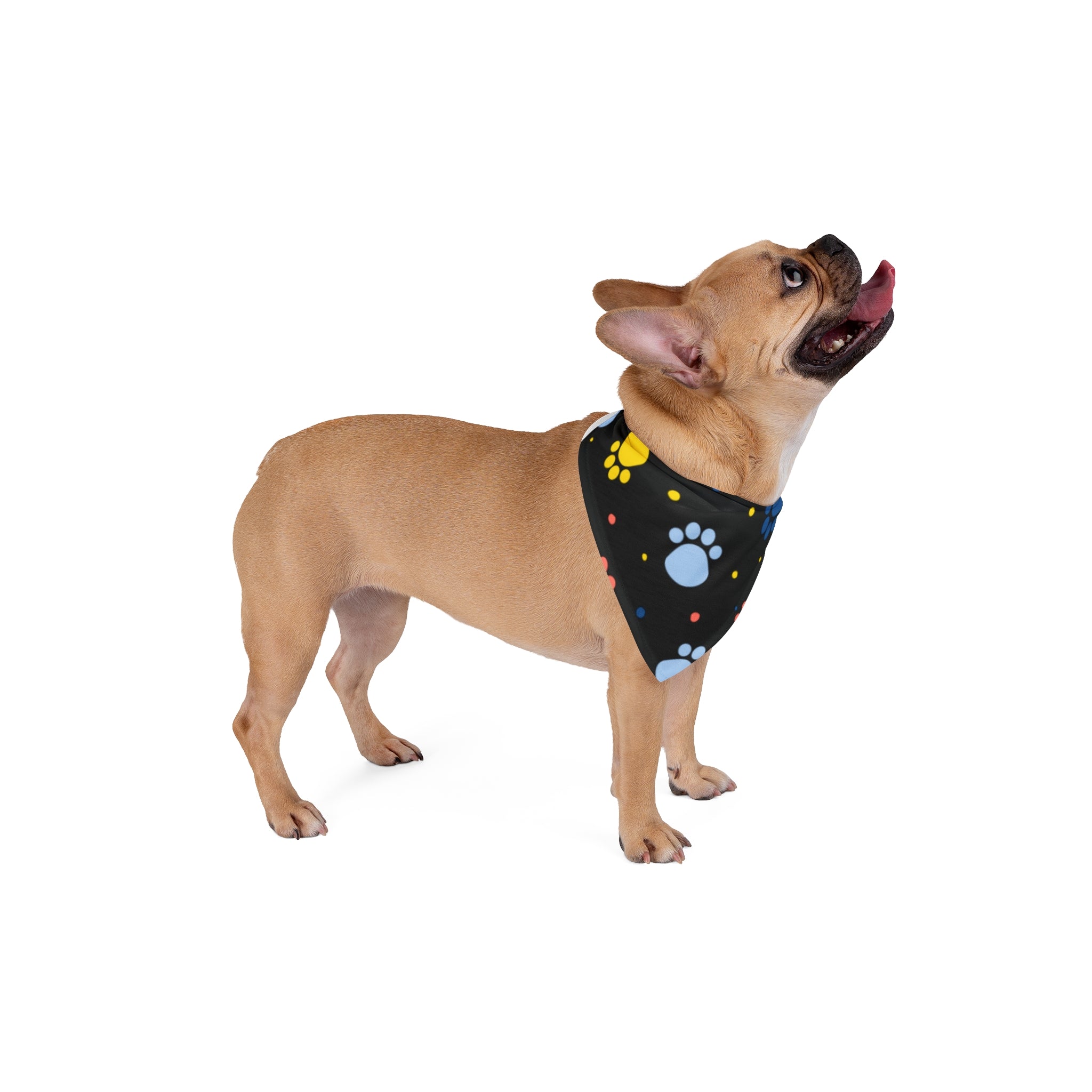 Paw Print Pet Bandana — Colorful Polka Dot Paws on Black